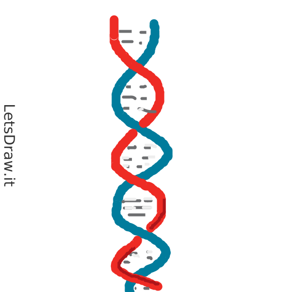 How To Draw DNA 5jfqtrmmk Png LetsDrawIt