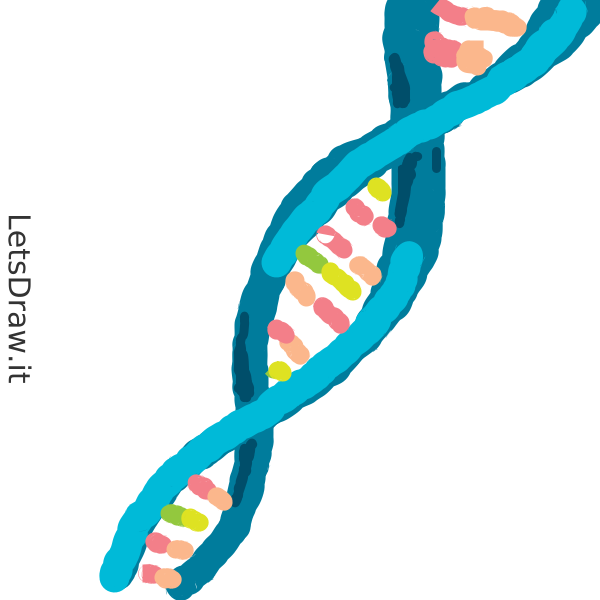 How To Draw Dna Xn Tbocq Png Letsdrawit