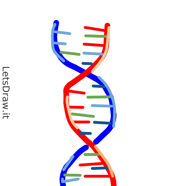 How To Draw String Of Dna Icj Ei Ag Png Letsdrawit