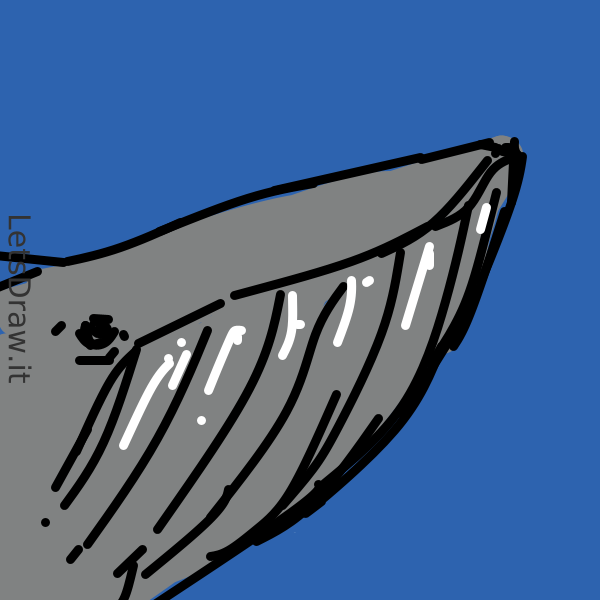 How To Draw Whale O7hmdk3qx Png LetsDrawIt