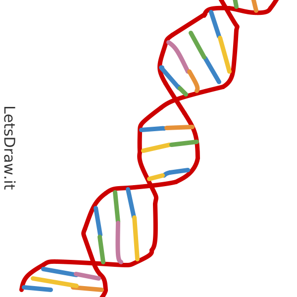 How To Draw String Of DNA Whx6e87t5 Png LetsDrawIt