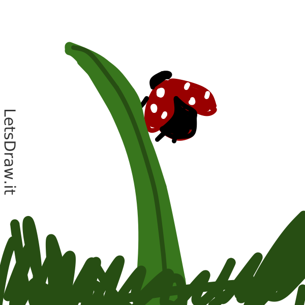 How to draw ladybug / 19mg8n9qj.png / LetsDrawIt