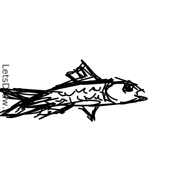 How to draw sardine / 1opika3m5.png / LetsDrawIt