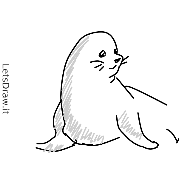 How to draw sea lion / LetsDrawIt