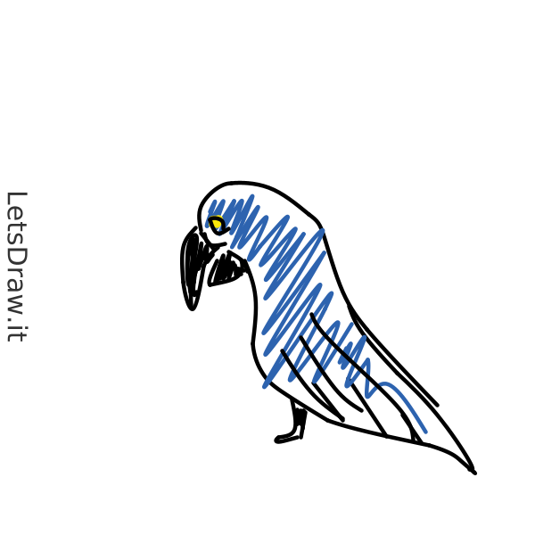 Parrot Draw Computer How to draw parrot / 3b5k8p3w.png / LetsDrawIt