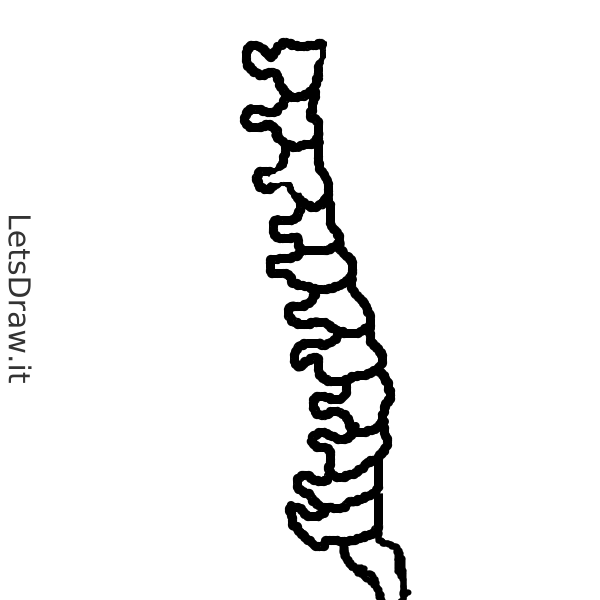 How to draw spine / 3qzn1fu9e.png / LetsDrawIt