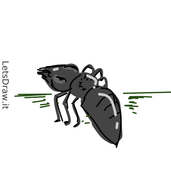 How to draw ant / 3tuedjxpy.png / LetsDrawIt