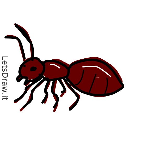 How to draw ant / 57igg6oh1.png / LetsDrawIt