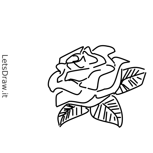 How to draw rose / 68wdbbmg1.png / LetsDrawIt