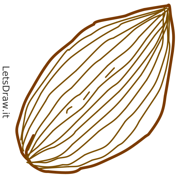 How to draw Almond / 6h7pm98z1.png / LetsDrawIt