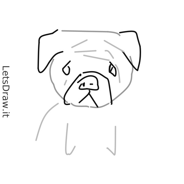 How to draw pug / 6p4zcbsaz.png / LetsDrawIt