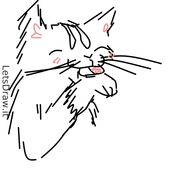 How To Draw Cat 73oxnkswgpng Letsdrawit 