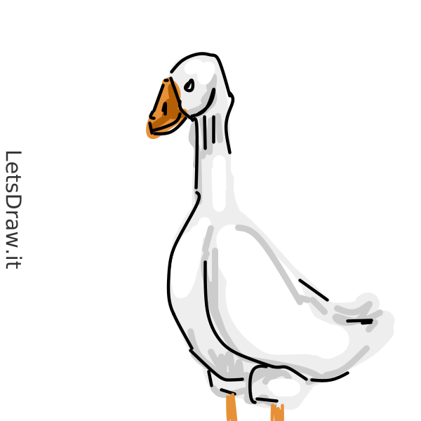 How to draw goose / 7ehweg5gc.png / LetsDrawIt