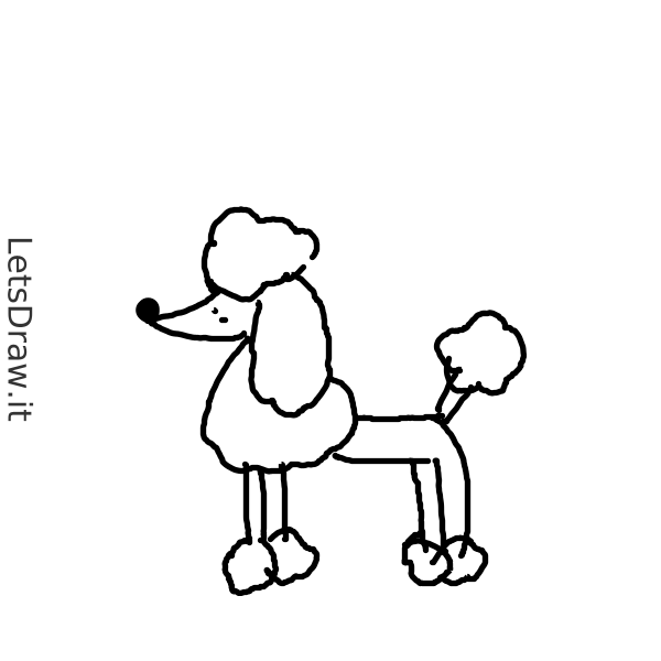 How to draw poodle / 7jjtobqb7.png / LetsDrawIt