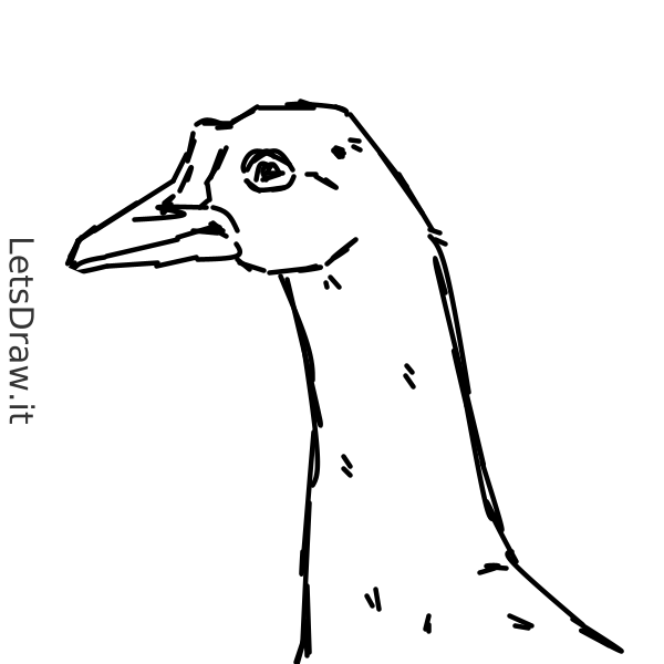 How to draw goose / 7p71pawwx.png / LetsDrawIt