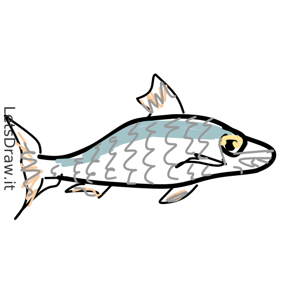 How to draw sardine / 838p8cx37.png / LetsDrawIt