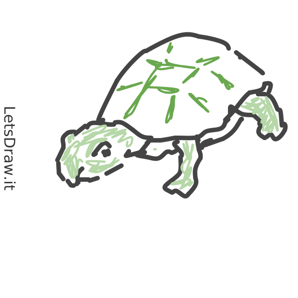 How to draw turtle / 8p6kb4b7n.png / LetsDrawIt