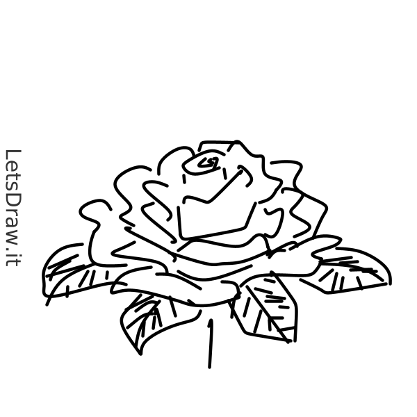 how-to-draw-rose-97u1nmgmo-png-letsdrawit