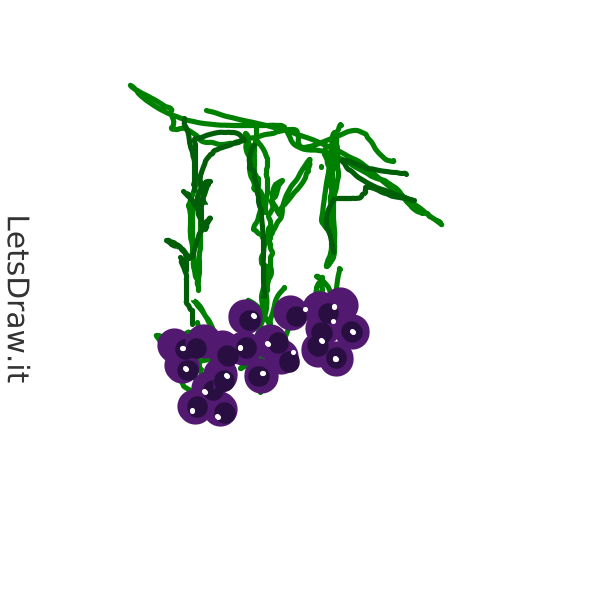 How to draw Grape / agcwfp4cn.png / LetsDrawIt