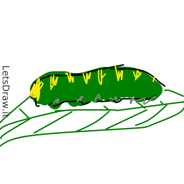 How to draw caterpillar / anm1dqotd.png / LetsDrawIt