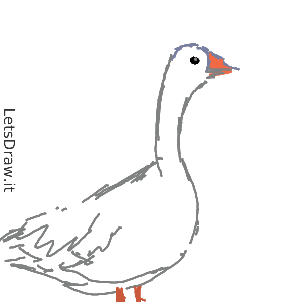 How to draw goose / bd371g4qh.png / LetsDrawIt