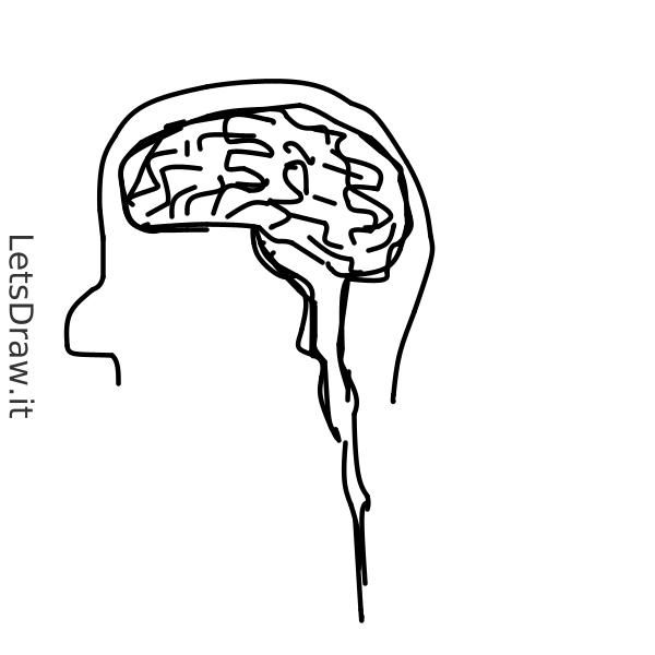 How to draw brain / i4f9b6oo3.png / LetsDrawIt