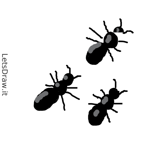 How to draw ants / imuzor79c.png / LetsDrawIt