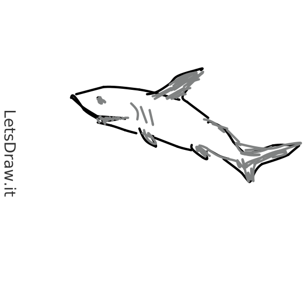 How to draw shark / j4hprcm46.png / LetsDrawIt