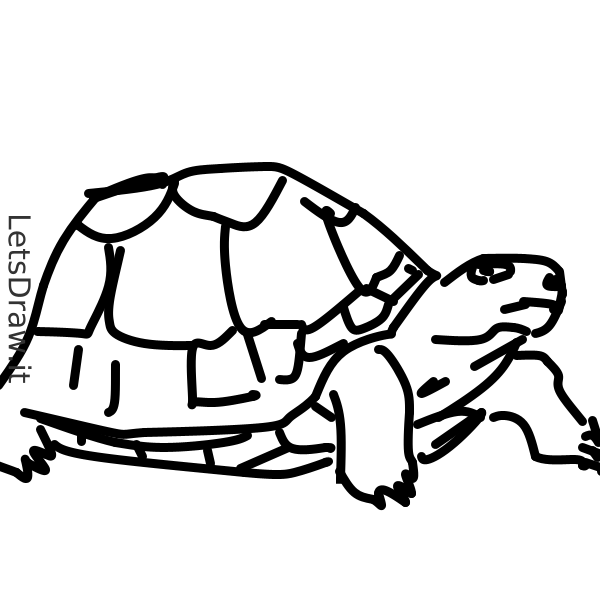 How to draw turtle / jfgrg4hm4.png / LetsDrawIt