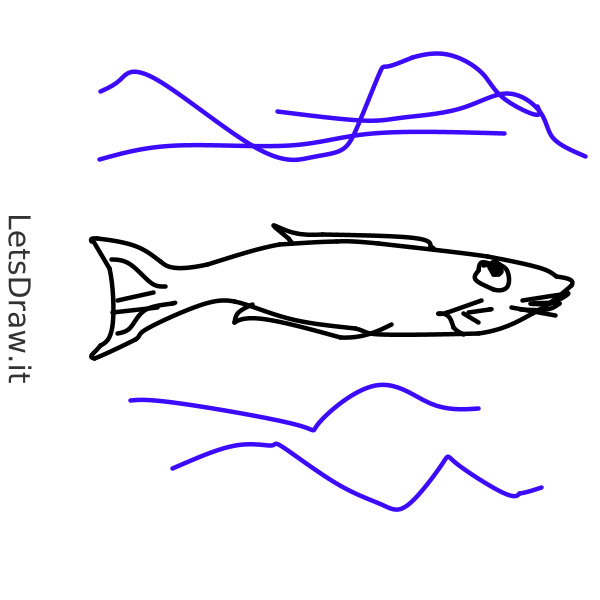 How to draw sardine / jy6acmgt4.png / LetsDrawIt