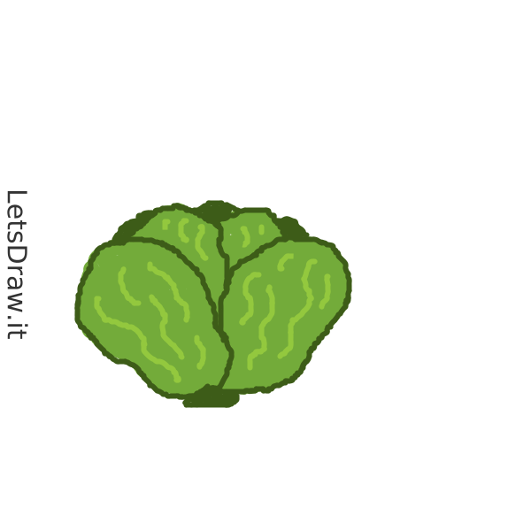 How To Draw Lettuce Jzqgojau9 Png LetsDrawIt   Jzqgojau9 