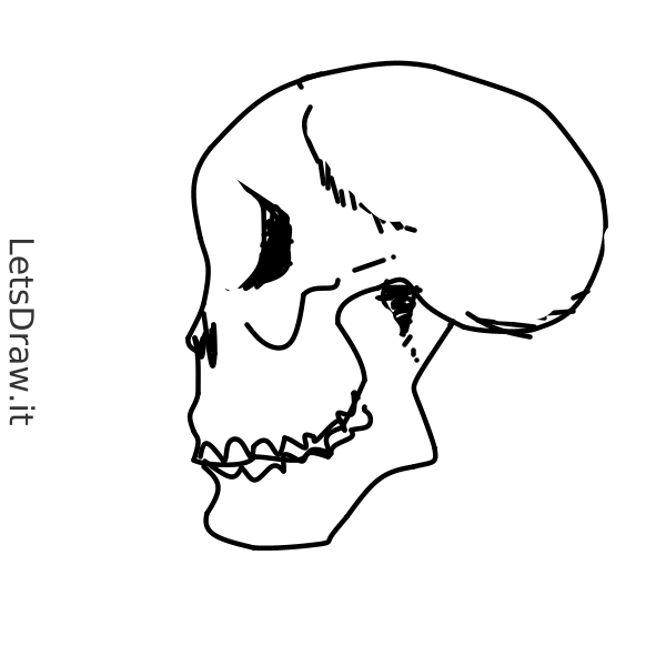 How to draw Skull / mr3prcjft.png / LetsDrawIt