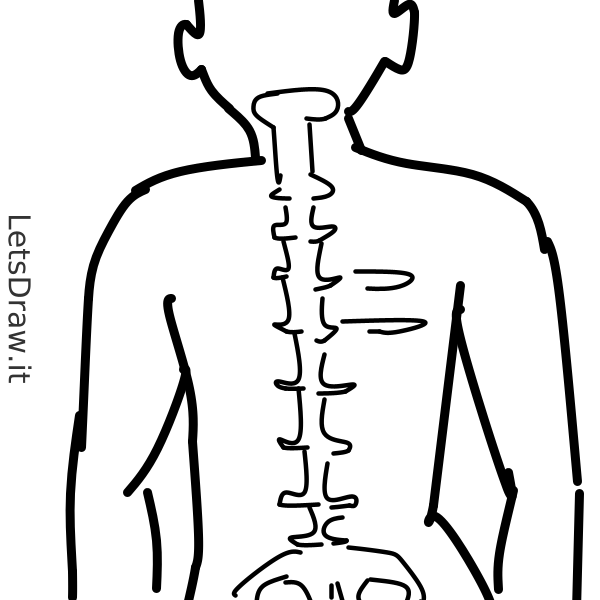 How to draw spine / msurbre5n.png / LetsDrawIt