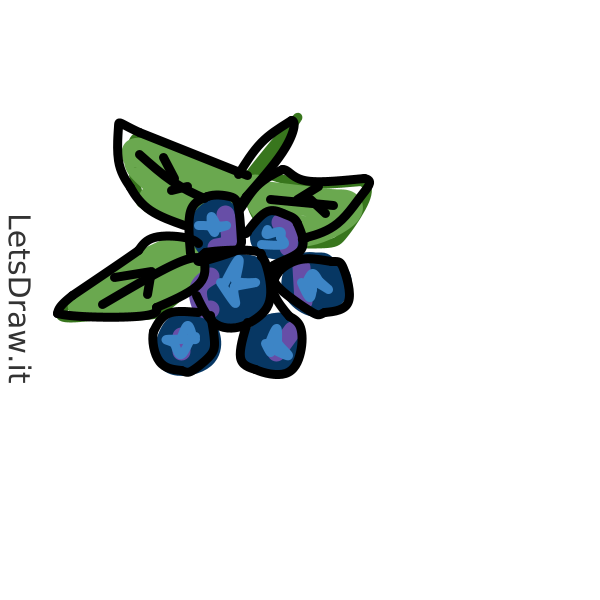 How to draw blueberries / obeig4qhr.png / LetsDrawIt