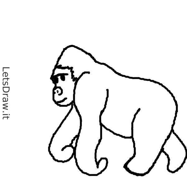 How to draw gorilla / oor6op9x4.png / LetsDrawIt