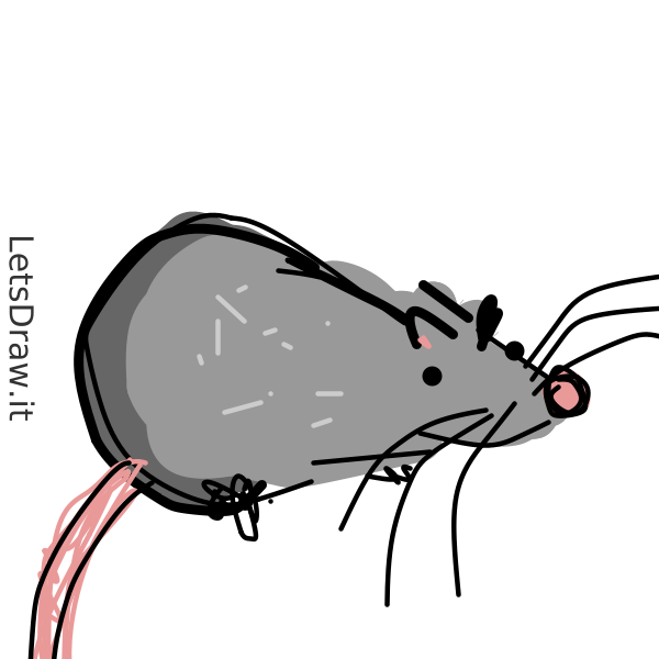 How to draw rat / pmf9gueni.png / LetsDrawIt