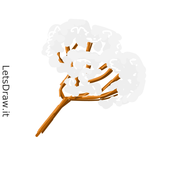 How to draw cotton / pt8drtgxb.png / LetsDrawIt