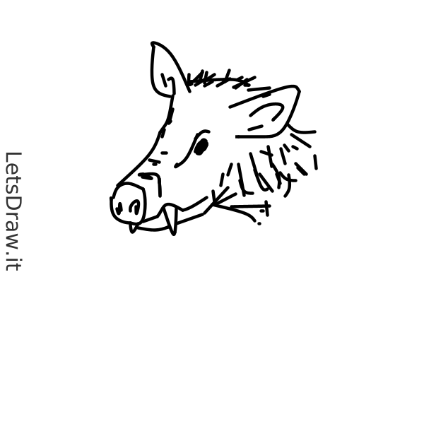 How To Draw Hog R3bxgwcr8 Png LetsDrawIt   R3bxgwcr8 