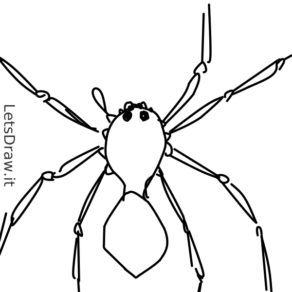 How to draw spider / r5bjde1m.png / LetsDrawIt