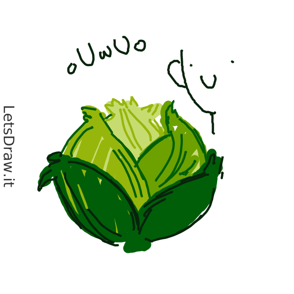 How To Draw Lettuce Rno3q43ym Png LetsDrawIt   Rno3q43ym 