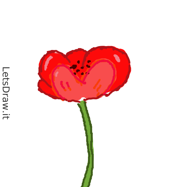 Drawf Poppy How to draw poppy / rwkdtejqg.png / LetsDrawIt
