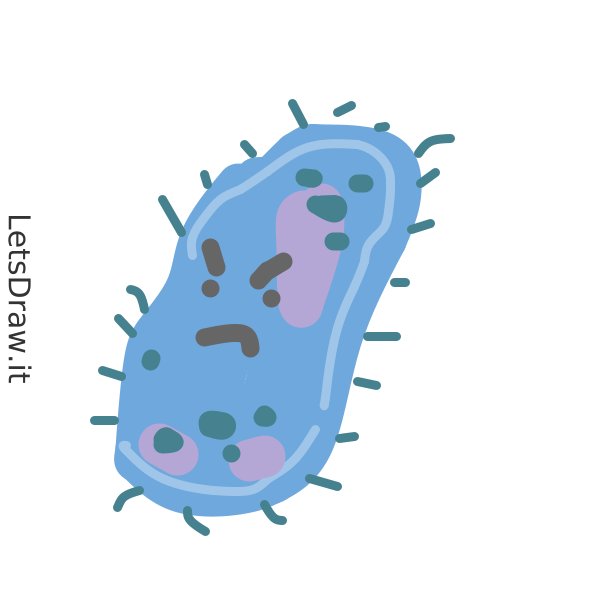 How to draw Bacteria / spkkfgpt6.png / LetsDrawIt