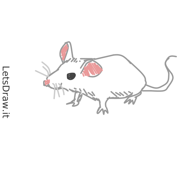 Mouse Mess Draw How to draw mouse / t6uhf8j75.png / LetsDrawIt