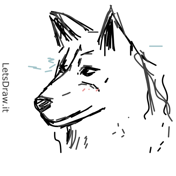 How to draw Wolf / t91d8zrje.png / LetsDrawIt