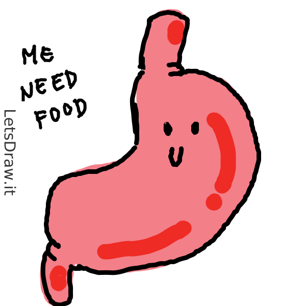 How to draw stomach / tr9dxty8x.png / LetsDrawIt