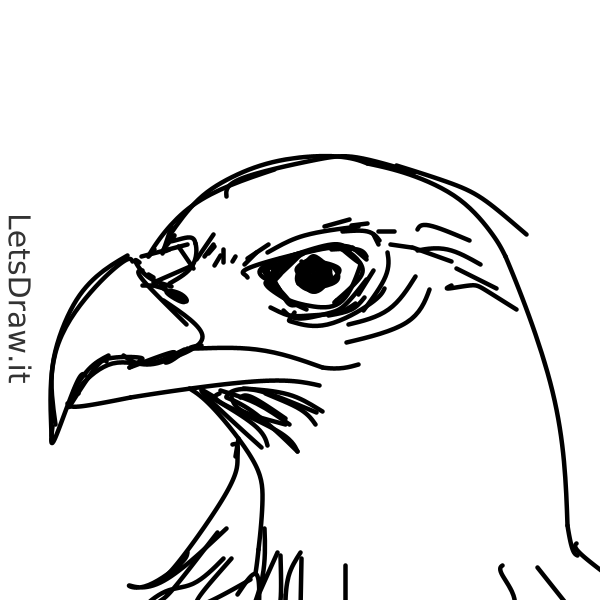 How to draw eagle / txm5j3tab.png / LetsDrawIt