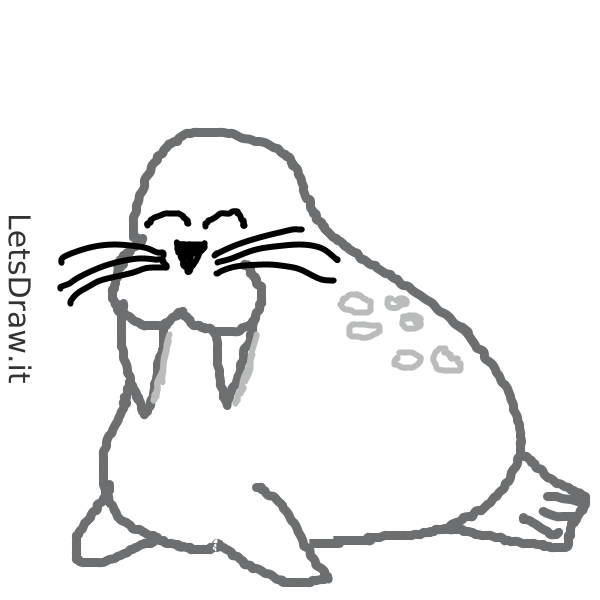 How to draw walrus / u37pxtk4p.png / LetsDrawIt