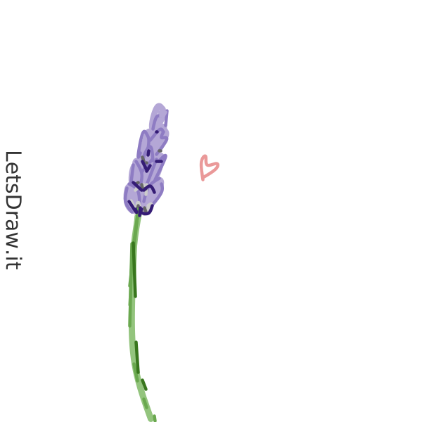 tekening-lavendelplant