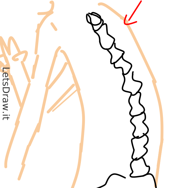 How to draw spine / wfeyewftt.png / LetsDrawIt
