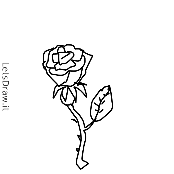 How to draw rose / xsindkkj.png / LetsDrawIt